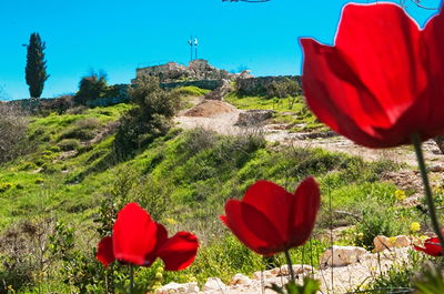 פינה שקטה וירוקה ליד ירושלים. הקסטל