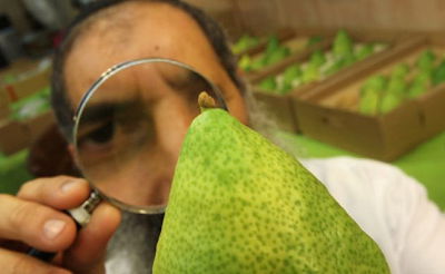 אל תכינו ריבה מהאתרוגים, זו סכנת נפשות