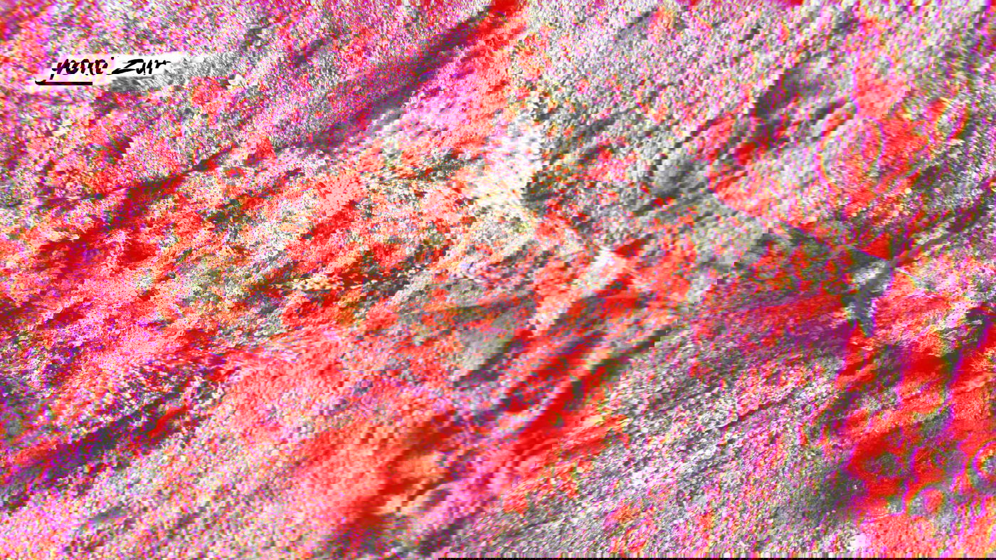 שונית האלמוגים באילת דרך עדשת מצלמה