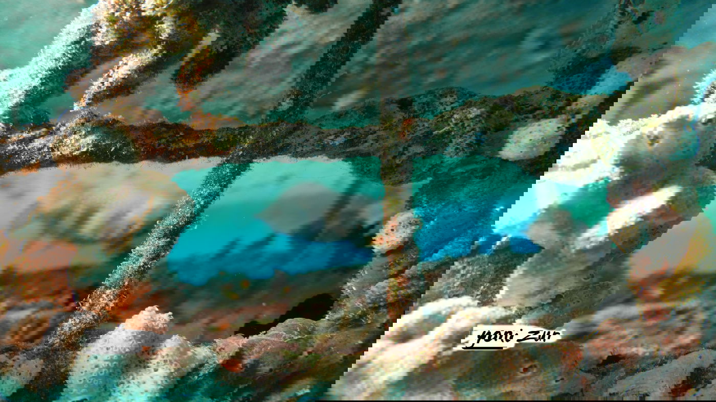 שונית האלמוגים באילת דרך עדשת מצלמה