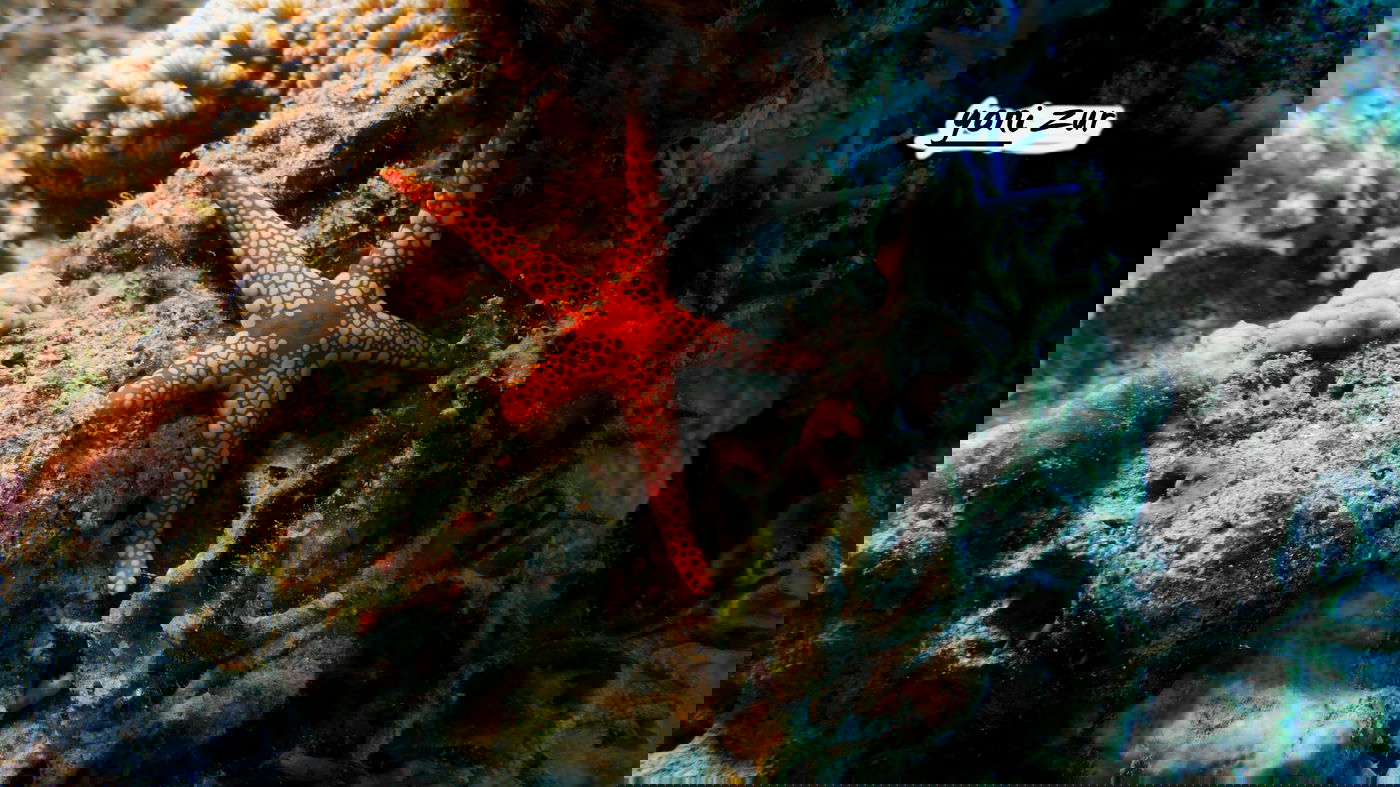 שונית האלמוגים באילת דרך עדשת מצלמה