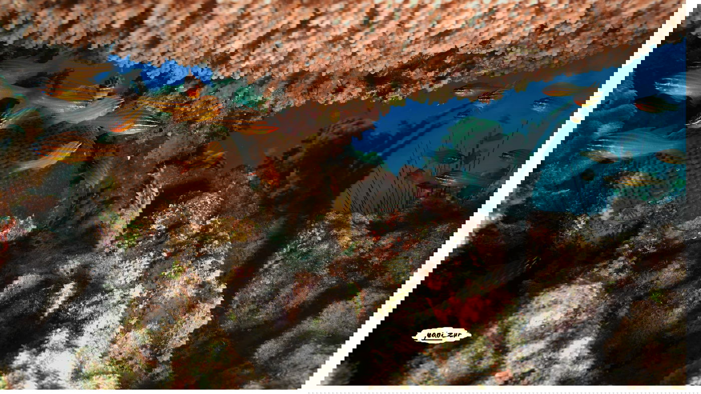 שונית האלמוגים באילת דרך עדשת מצלמה