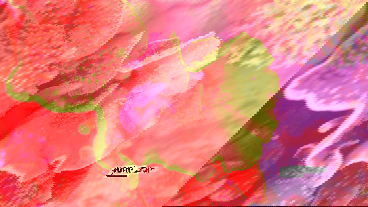 שונית האלמוגים באילת דרך עדשת מצלמה