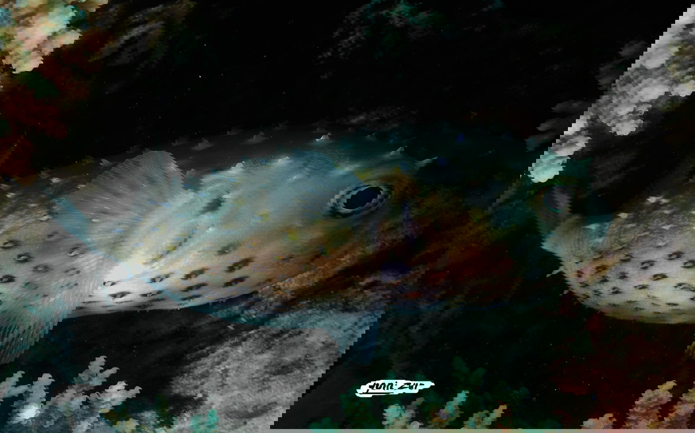 שונית האלמוגים באילת דרך עדשת מצלמה