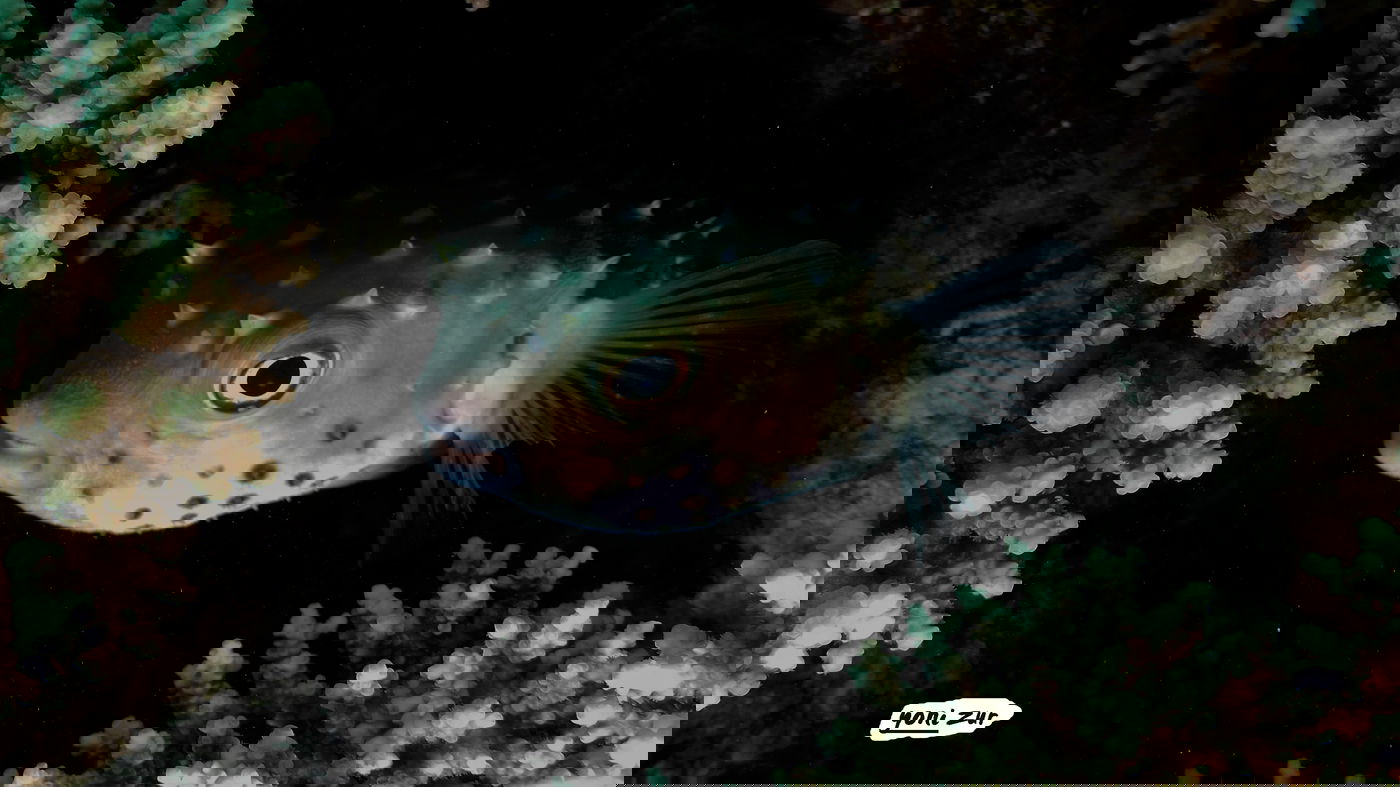 שונית האלמוגים באילת דרך עדשת מצלמה