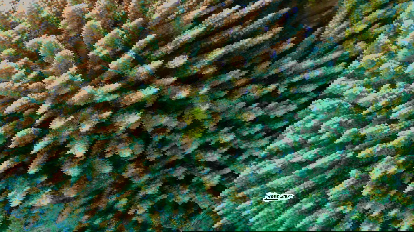 שונית האלמוגים באילת דרך עדשת מצלמה