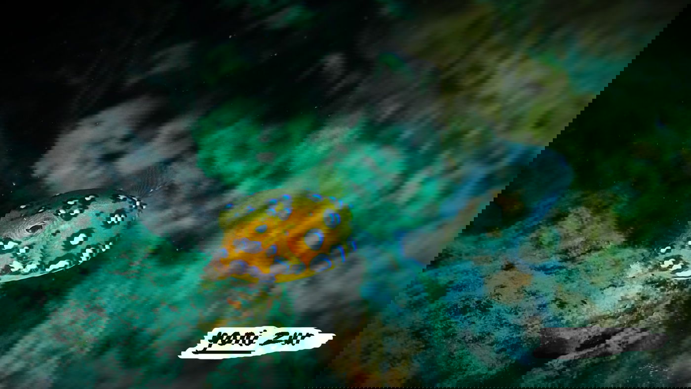 שונית האלמוגים באילת דרך עדשת מצלמה