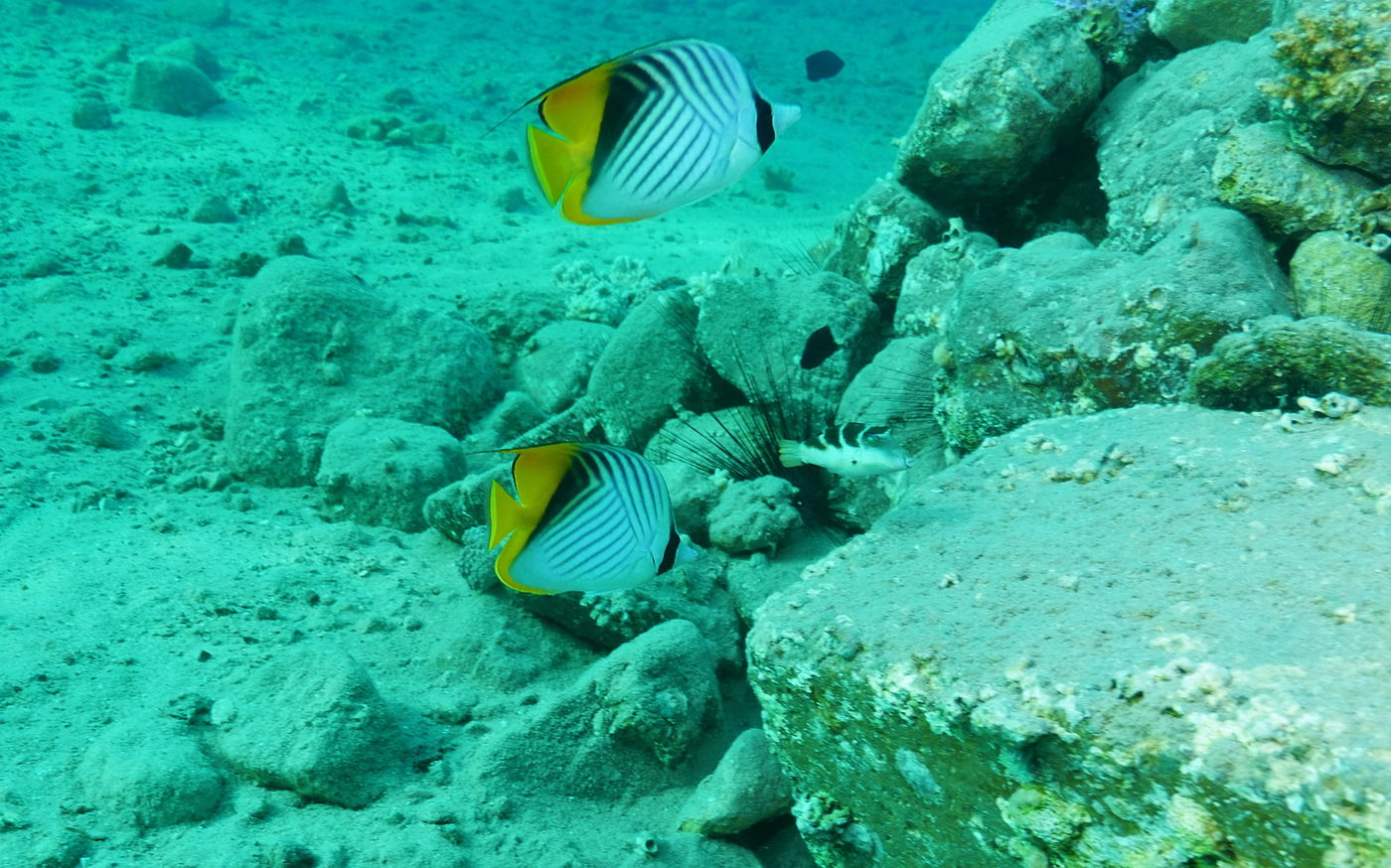 שונית האלמוגים באילת דרך עדשת מצלמה