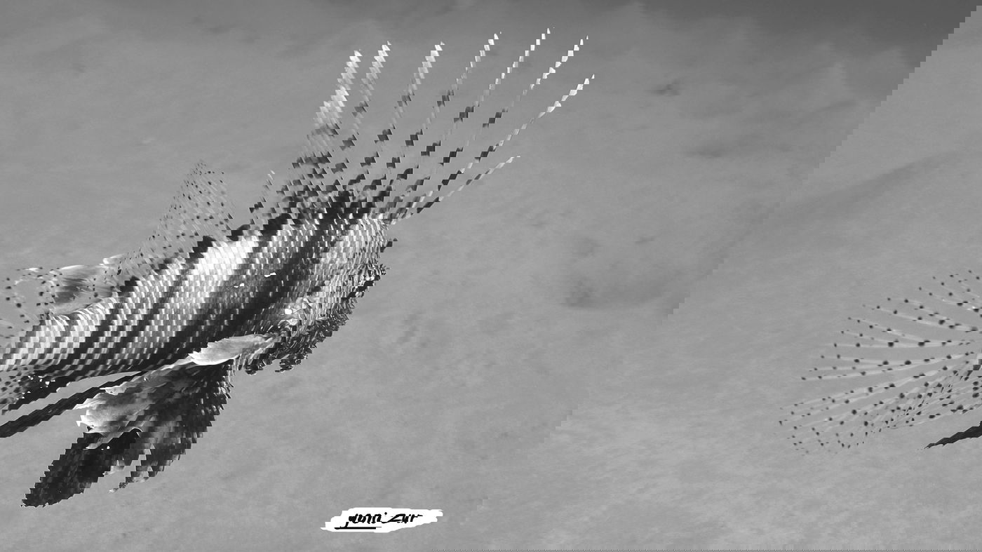 שונית האלמוגים באילת דרך עדשת מצלמה