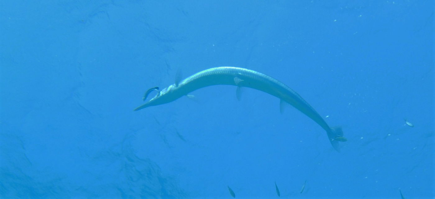 שונית האלמוגים באילת דרך עדשת מצלמה