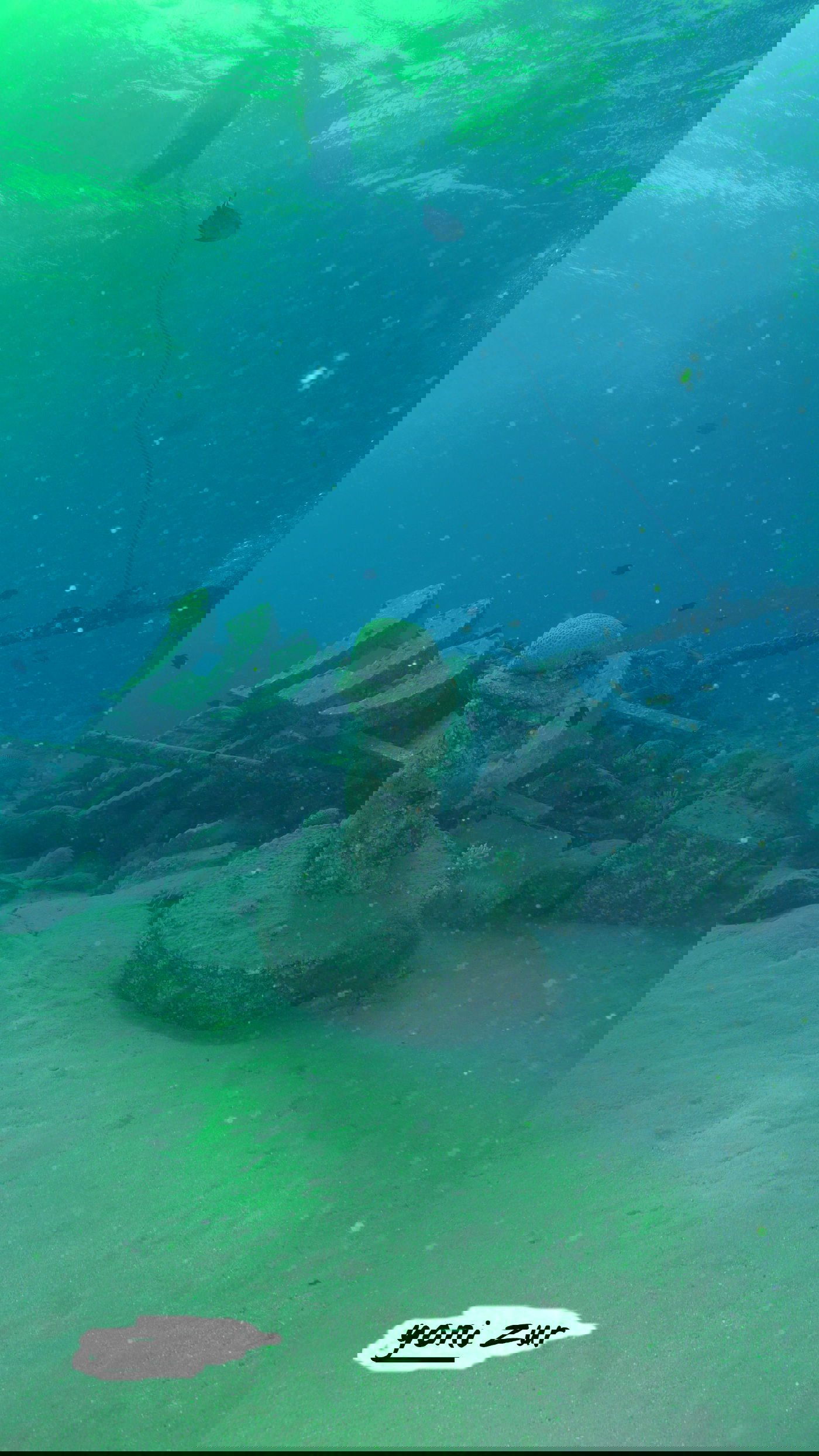 שונית האלמוגים באילת דרך עדשת מצלמה