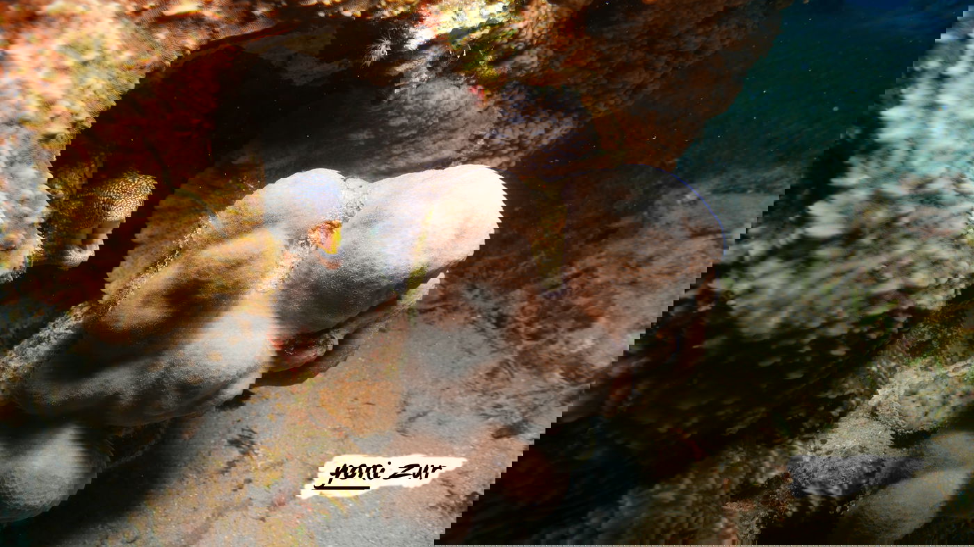 שונית האלמוגים באילת דרך עדשת מצלמה