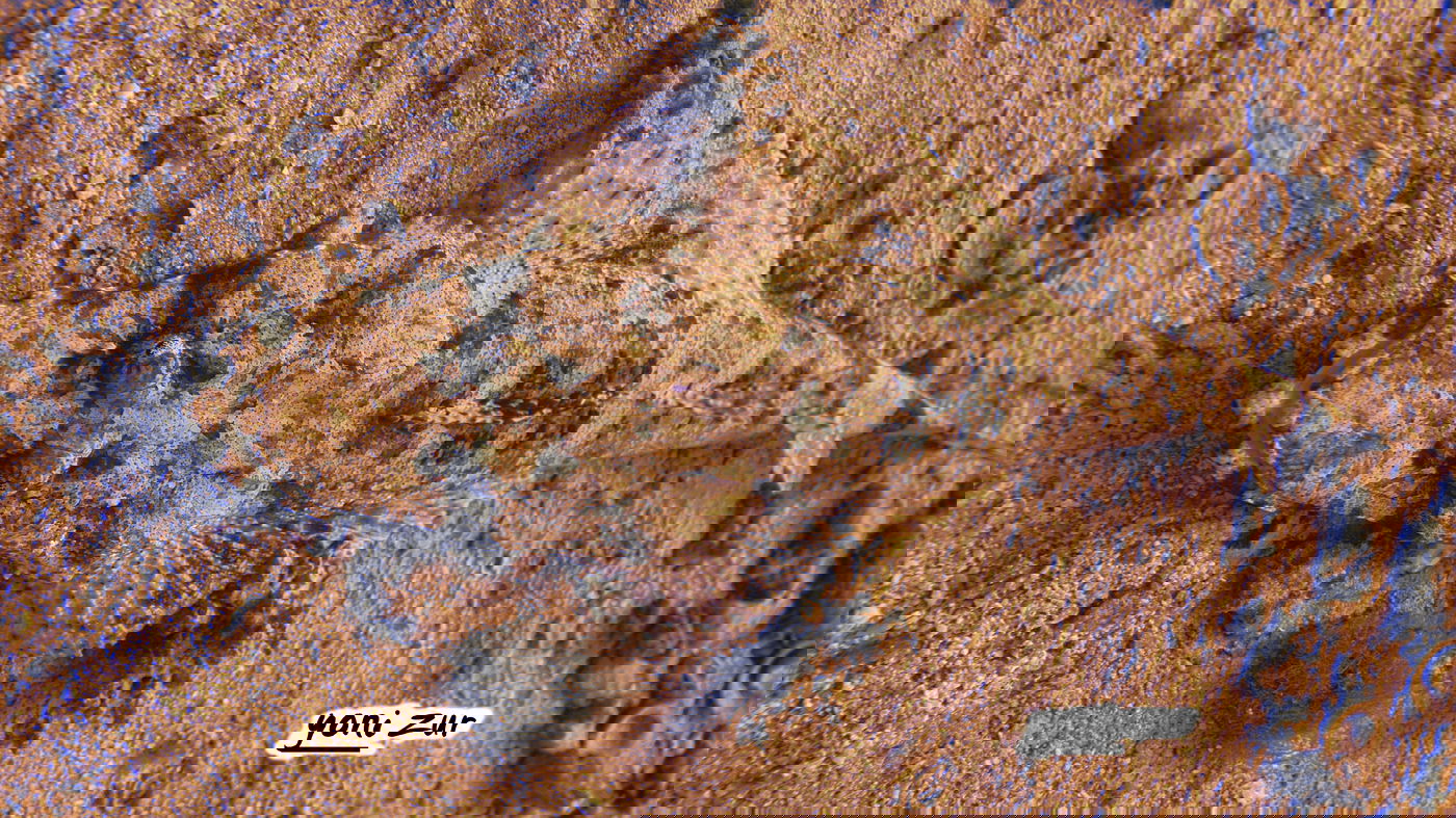 שונית האלמוגים באילת דרך עדשת מצלמה