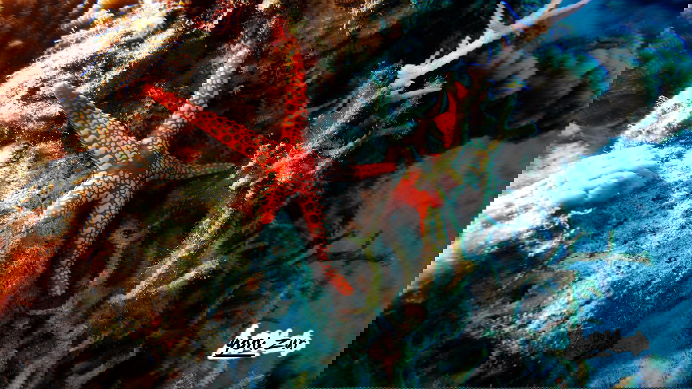 שונית האלמוגים באילת דרך עדשת מצלמה