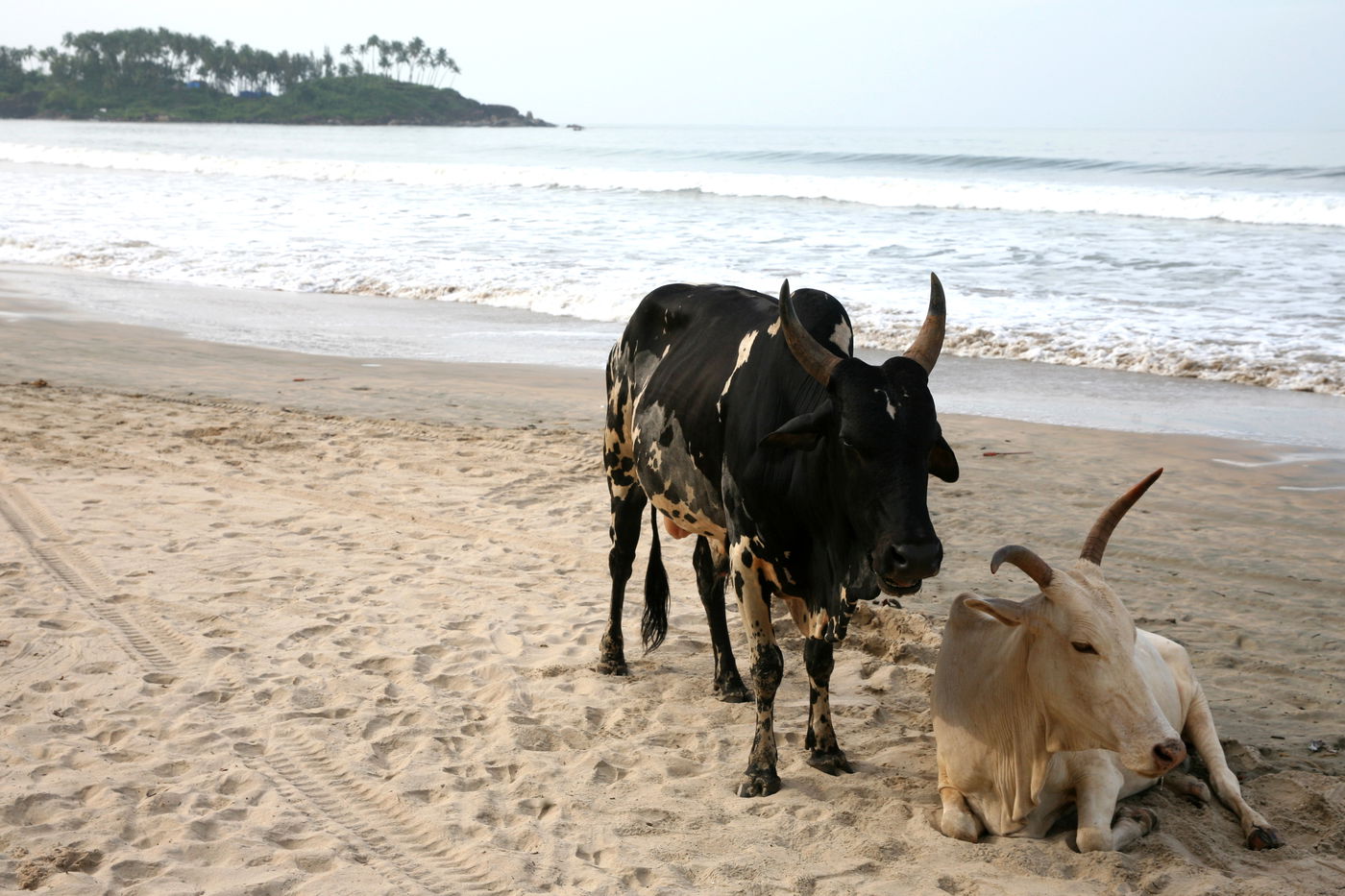 אילוסטרציה