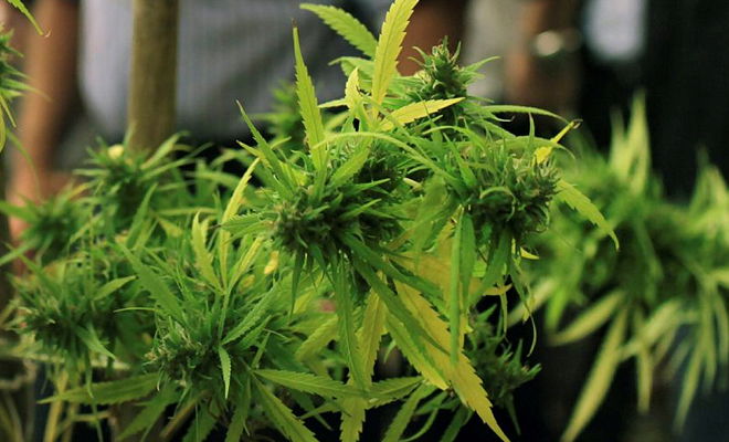 קנאביס רפואי כבר לא כל כך בריא