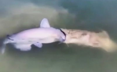 ויראלי ברשת: דגי השפמנונים ניסו לבלוע אחד את השני