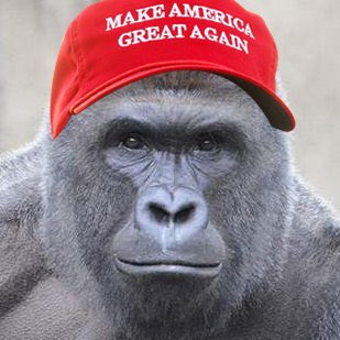 ה"מועמד" הרמבל