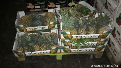 גנב 500 אננסים בשווי כ-15 אלף שקל ונעצר