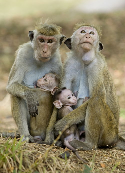 תיעוד מרהיב: סרי לנקה האסייתית