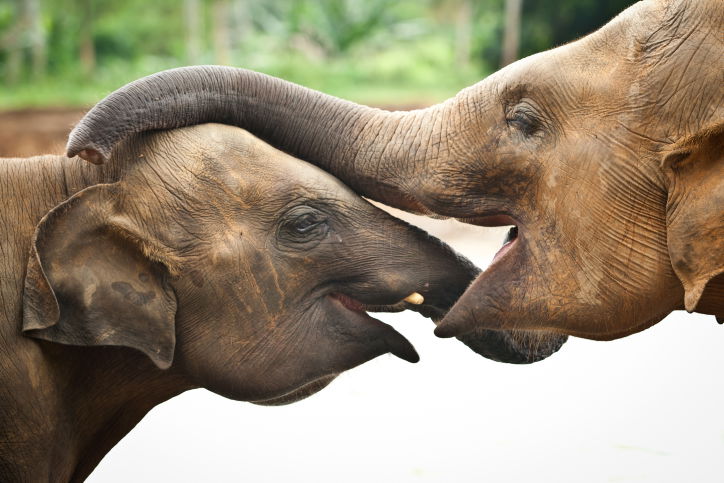 תיעוד מרהיב: סרי לנקה האסייתית