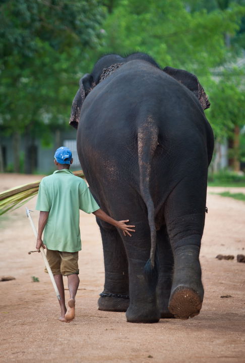 תיעוד מרהיב: סרי לנקה האסייתית