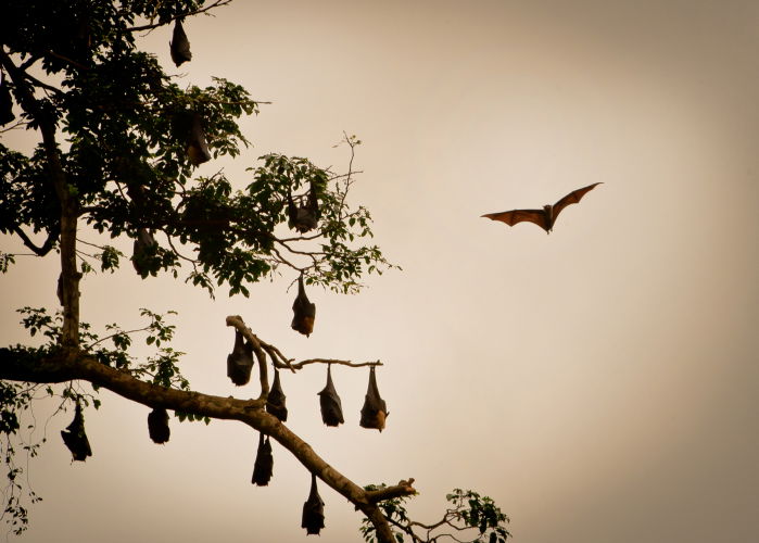 תיעוד מרהיב: סרי לנקה האסייתית