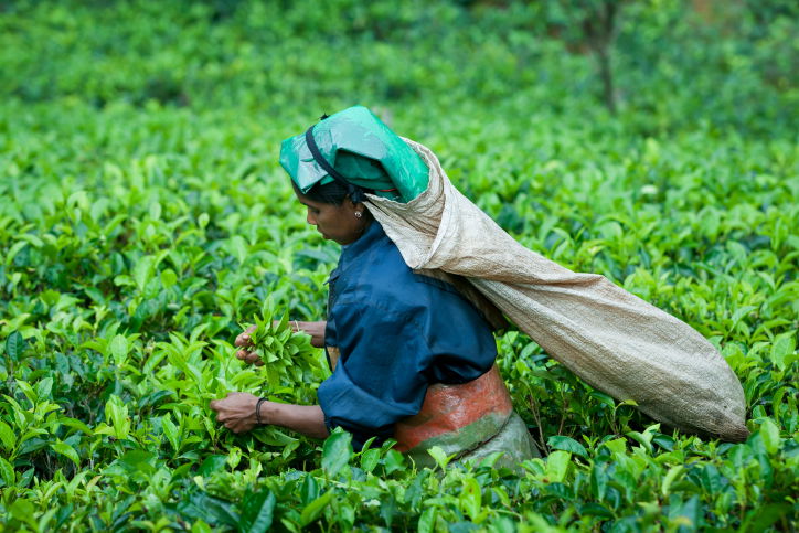 תיעוד מרהיב: סרי לנקה האסייתית