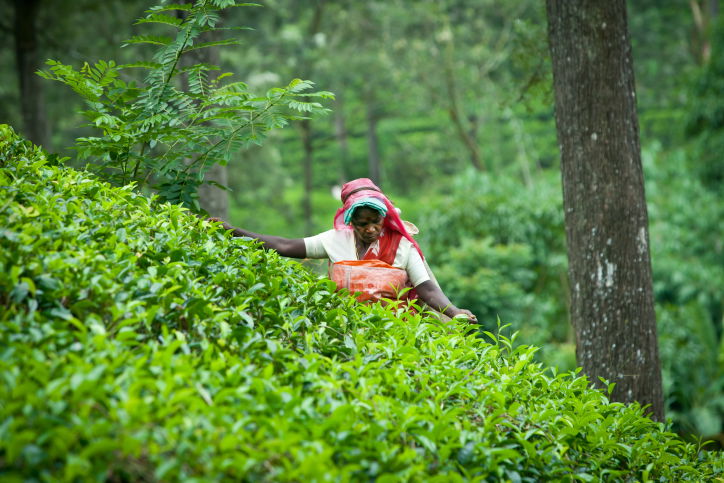 תיעוד מרהיב: סרי לנקה האסייתית