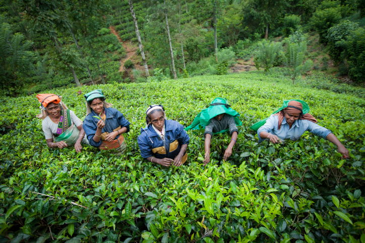 תיעוד מרהיב: סרי לנקה האסייתית