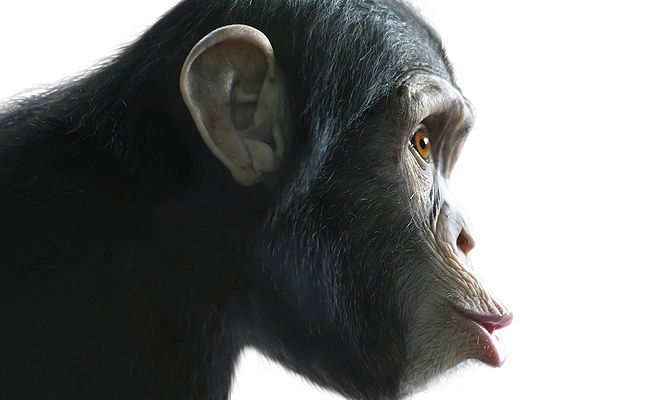 אילוסטרציה