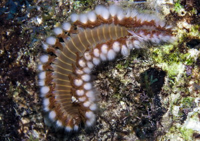 תולעת זכוכיתית