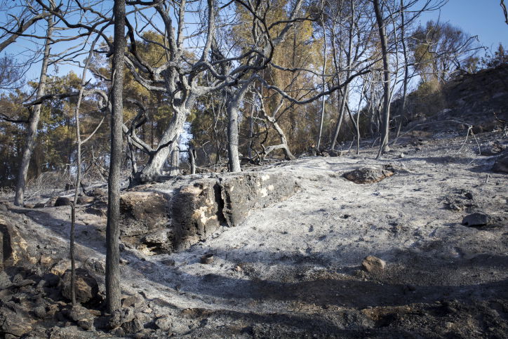 חומות האש, מטוסי הכיבוי והבתים השרופים | גלריה