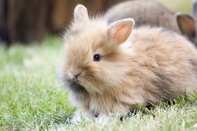 צפו: הארנבון שגילה את הפופקורן מתגנב לקערה
