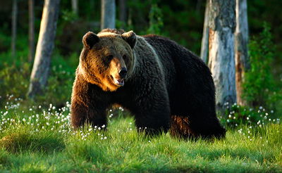 הטרקטוריסט הופתע: דב ענק בקע מהבור שחפר