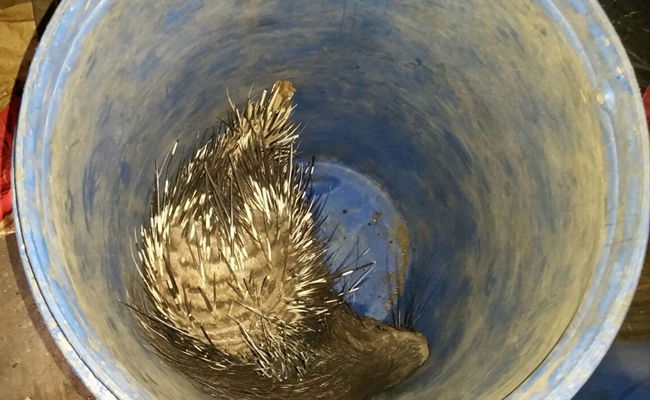 נעצר ערבי שעסק בצייד בלתי חוקי של דורבנים