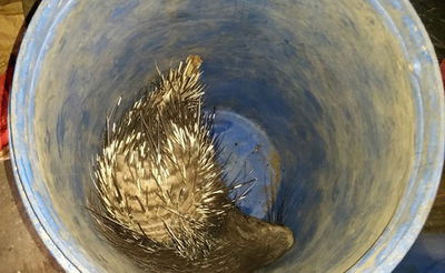 נעצר ערבי שעסק בצייד בלתי חוקי של דורבנים