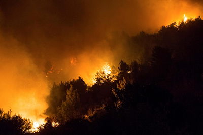 מבקר המדינה החל בבדיקה ראשונית של גל השריפות