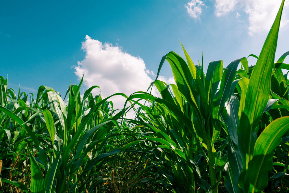 בעיות הלכתיות בפרודים הגרים באותו משק. אילוסטרציה