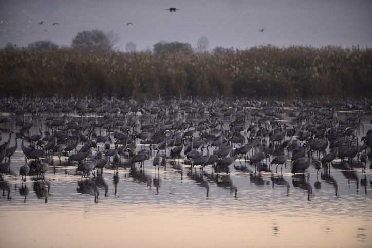 הציפורים נודדות: עמק החולה בתפארתו