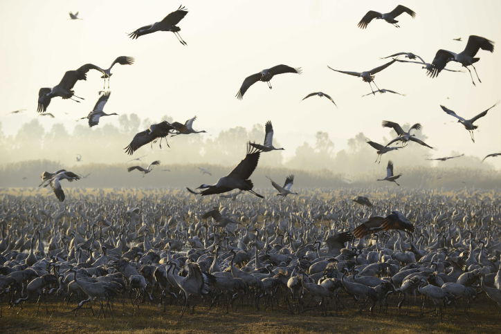 הציפורים נודדות: עמק החולה בתפארתו