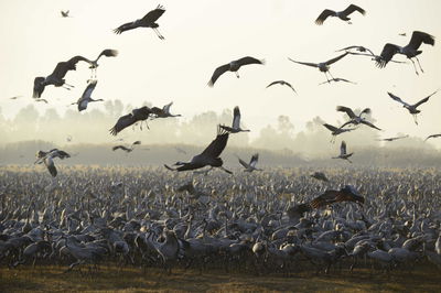 הציפורים נודדות: עמק החולה בתפארתו