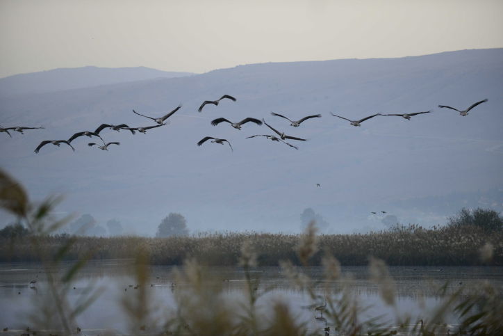 הציפורים נודדות: עמק החולה בתפארתו