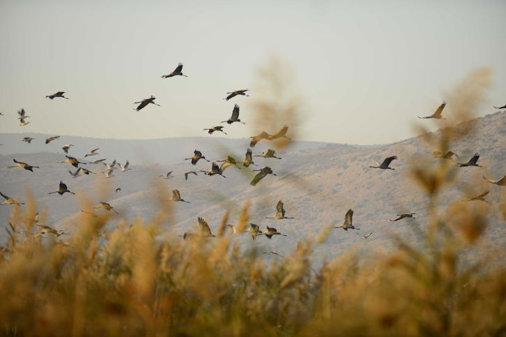 הציפורים נודדות: עמק החולה בתפארתו