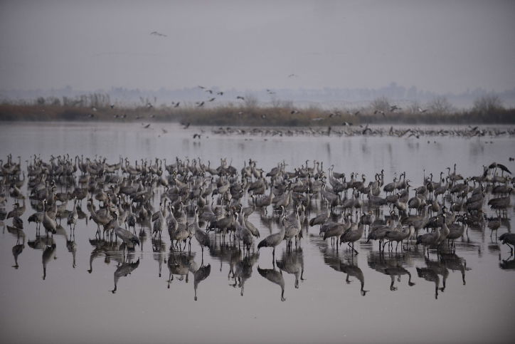 הציפורים נודדות: עמק החולה בתפארתו