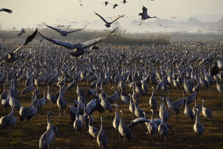 הציפורים נודדות: עמק החולה בתפארתו