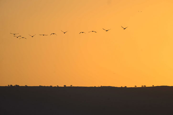 הציפורים נודדות: עמק החולה בתפארתו