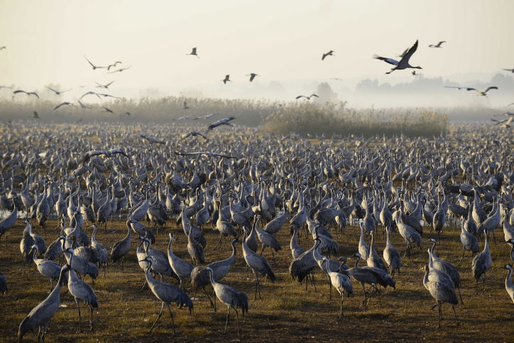 הציפורים נודדות: עמק החולה בתפארתו