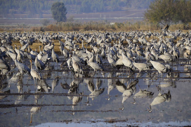הציפורים נודדות: עמק החולה בתפארתו