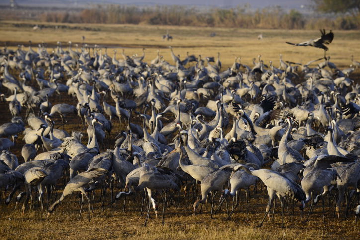 הציפורים נודדות: עמק החולה בתפארתו